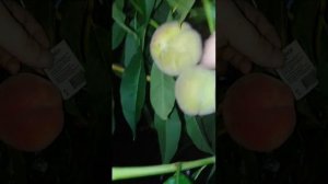 ВОРОНЕЖ. Персик "ИНКА", (Польша).2020