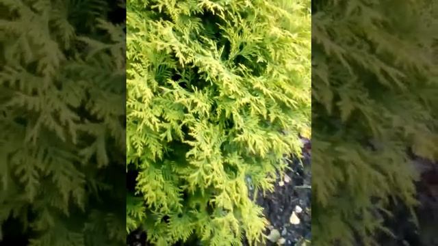 Как я делаю новые хвойники ! смотреть онлайн