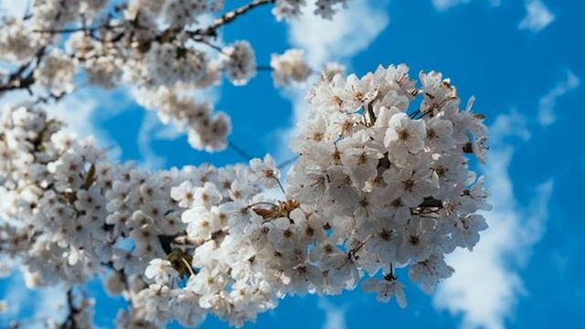 Я тихо гитару кладу на колени смотреть онлайн