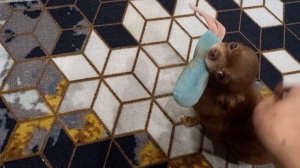 Буся это вам не Фея, но и Фея не Буся 😀🤔,хорошо,что Фея об этом не знает