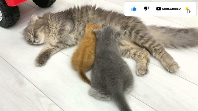 Покормит ли мама кошка приемного котенка? продолжение