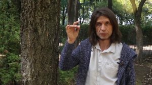 Бархат Амурский I Fellodendron amurense