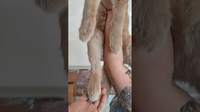 Каракал Зюзя любимая доця? с характером домашней кошки.Affectionate caracal in the arms.