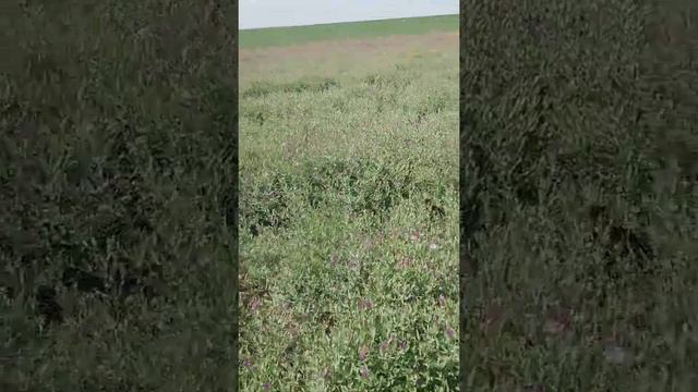 Горчак меры борьбы