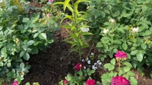 Розы. Срочно делаем обработку от трипсов. Немного о красоте. ???