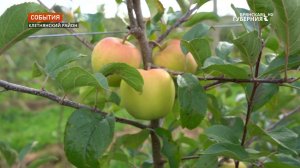 В уникальном брянском яблоневом саду начался сбор урожая