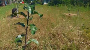Яблоня Глостер, первый год после посадки, обзор сорта.