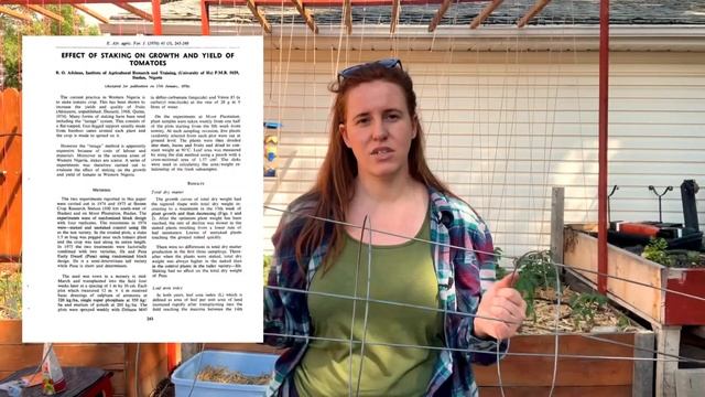 Science Behind Why You Should Trellis Tomato Plants. CHEAP Tomato Trellis Solution For 54 Tomatoes. смотреть онлайн