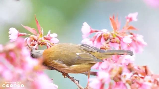 Восстановление нервной системы ? Мягкая музыка успокаивает нервную систему и успокаивает душу #3 смотреть онлайн