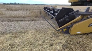 Уборка полеглой озимой пшеницы сорта Скипетр в 2013 г.. Урожайность 58 ц./га