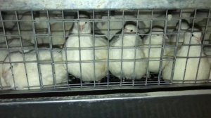 СЕНСАЦИЯ!!! Самец гигант Техасского Бройлерного перепела, весит 590 грамм. Дачная Жизнь ТВ.