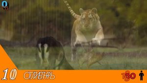 20 самых смертельных животных