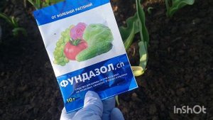 КАК СПАСТИ ДЕЛЬФИНИУМЫ И ДРУГИЕ ЦВЕТЫ ОТ МУЧНИСТОЙ РОСЫ .
