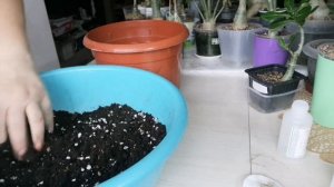 Пересадка гибискус. Обрезка. 17.11.23г