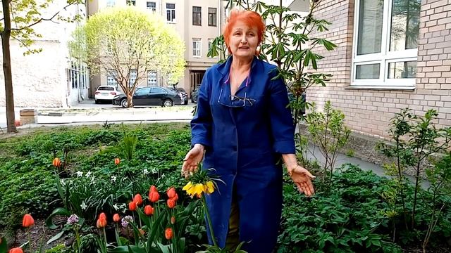 Гарденотерапия Знакомьтесь ФРИТИЛЛЯРИЯ смотреть онлайн