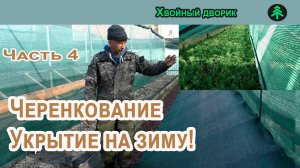 Черенкование хвойных часть 4, укрытие черенков на зиму!