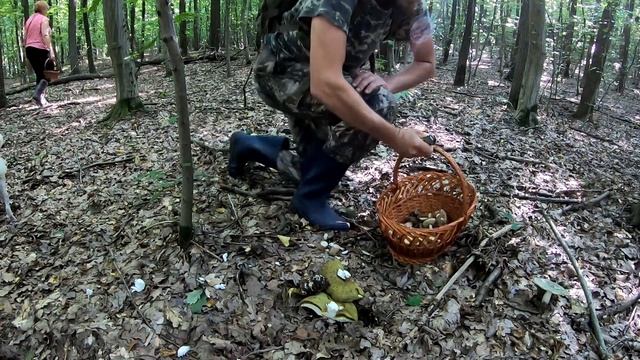 БЕЛЯЧКИ И ПОДБЕРЕЗОВИКИ В БУКОВОМ ЛЕСУ.Грибные походы 2021! смотреть онлайн