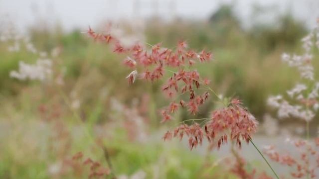 Музыка для учебы, работы, релаксации и концентрации смотреть онлайн