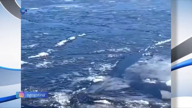 Двое мужчин спасли собак, провалившихся под лёд Онежского озера смотреть онлайн