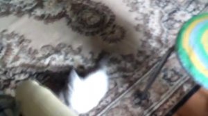 На меня напала кошка