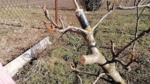 КАК ПРИВИТЬ НЕСКОЛЬКО СОРТОВ НА ОДНУ ГРУШУ. Весенняя перепрививка в расщеп