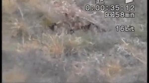 Охота с ястребом-тетеревятником | кафедра охотоведения | охотовед.pw