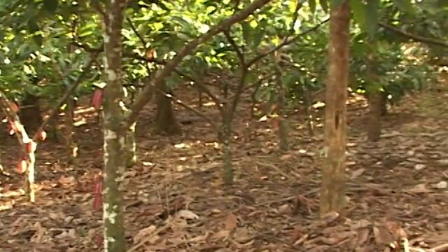 Monilia de Cacao смотреть онлайн