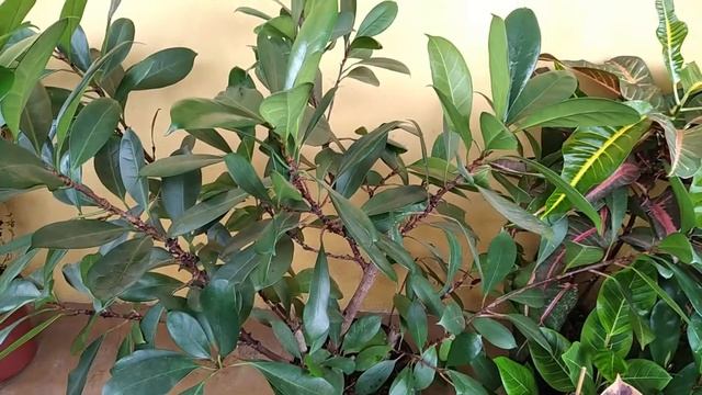 Ficus Cyathistipula (Figueira Africana) | planta de interior! смотреть онлайн