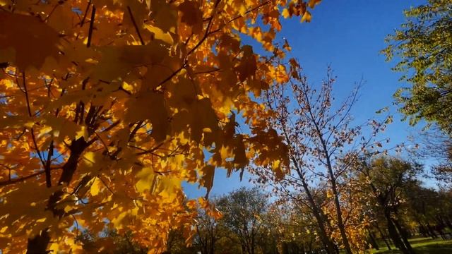 Осенние листья, вальс Осенние листья, вальс #осенниелистьявальс #мелодииосени #осенняямузыка