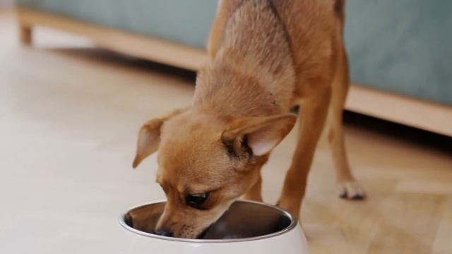 Hill's Prescription Gastrointestinal Biome para perro en Croquetero смотреть онлайн