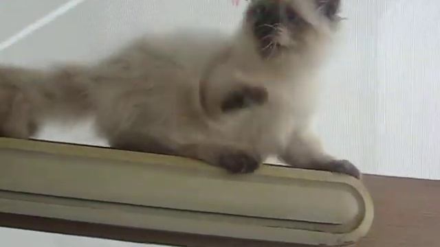 Erika of Tavaloga.avi смотреть онлайн