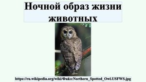 Ночной образ жизни животных
