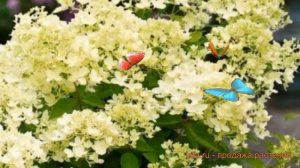 Гортензия метельчатая Бомбшелл (bombshell) ? обзор: как сажать, саженцы гортензии Бомбшелл