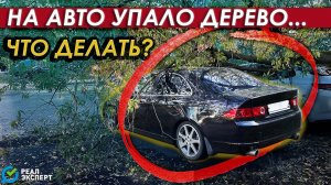 На Авто упало дерево?- что делать? | Рассказывает Автоэксперт  #РЕАЛЭКСПЕРТ