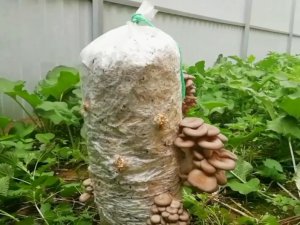 Выращивание вешенки в домашних условиях