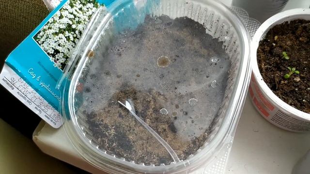 Многолетние и однолетние цветы из семян. Сажаем сами. Обзор рассады цветов.