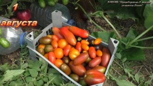 Сравнительный обзор за лето томатов Казанова и Петр Великий