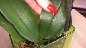 ЭФФЕКТИВНЫЙ СПОСОБ НАРАЩИВАНИЯ КОРНЕЙ. Орхидеи "ОТ ЕЛИЗАВЕТЫ" и "ГНИЛУШКА" из посылки.