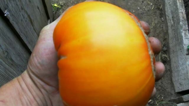 семена арбуза смотреть онлайн