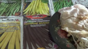 Садим фасоль спаржевую на грядку