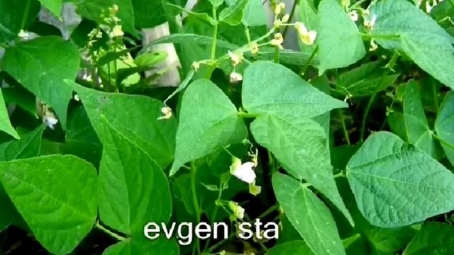 КАК ВЫРАСТИТЬ ФАСОЛЬ