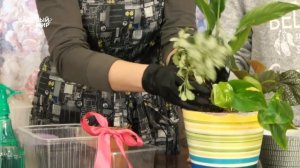 Очень красивая композиция из комнатных цветов на РАЗ-ДВА-ТРИ! СМОТРИ и ДЕЛАЙ!