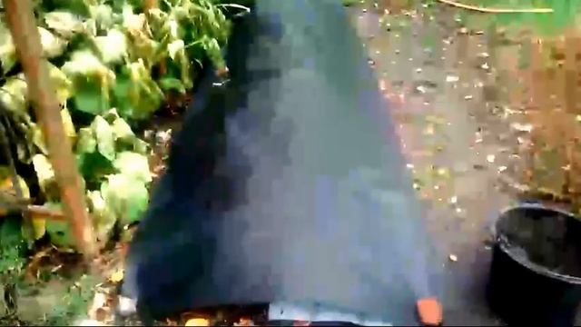 Укрываю Гортензии На Зиму 12.10.2017г. смотреть онлайн