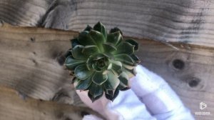 Echeveria Olivia Variegated