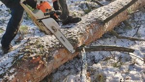 Валка дерева на 60 см с комля Бензопила Stihl MS 361