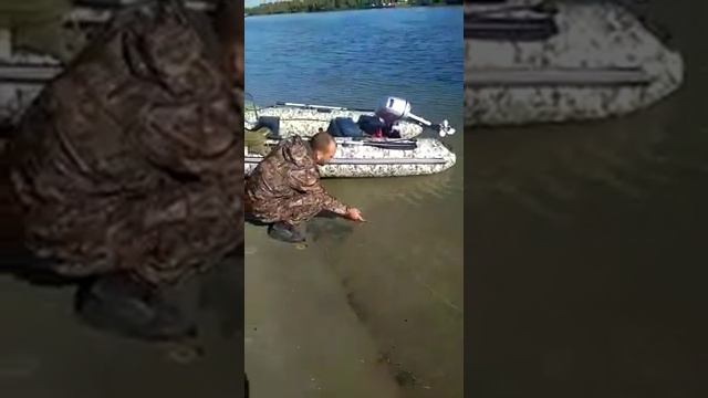 стерлядь на Дону