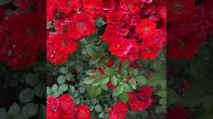 Роза Паприка,шраб,Rosa Paprika.Тантау 2011год.?#rosatantau #krasniyerozi