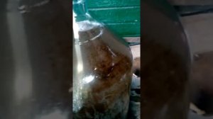 Как отмыть бутыли  от вина