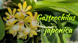 Gastrochilus japonica домашнее цветение.