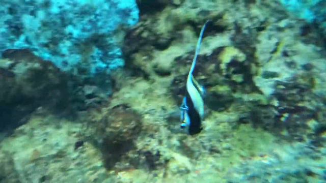 Whoever can name all the fish I will sub to 😂🌟 смотреть онлайн